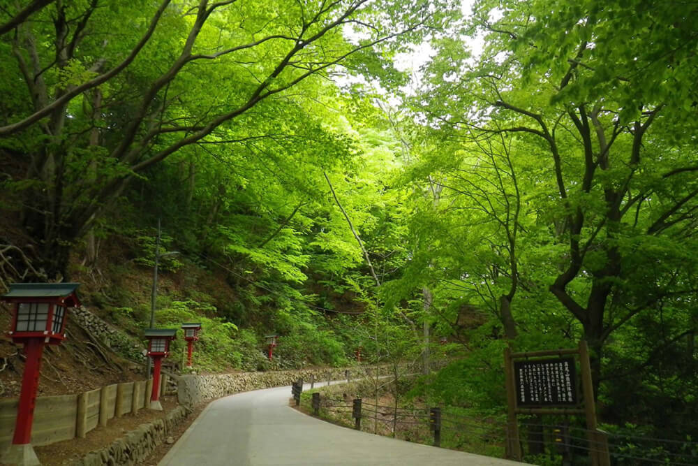 高尾山 紅葉 コース 2019