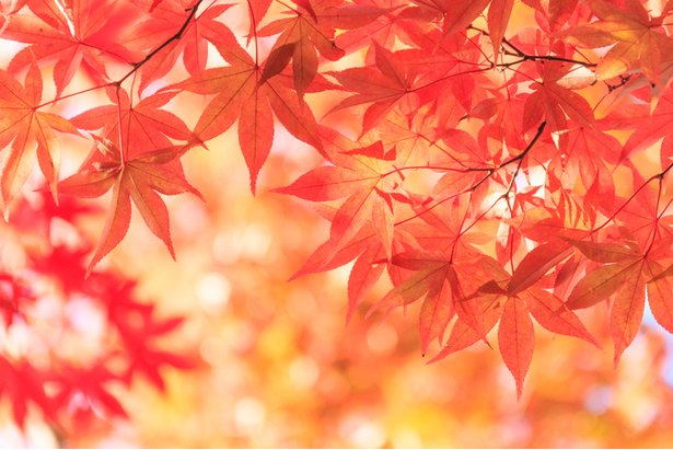 高尾山 紅葉 2019 混雑 観光客