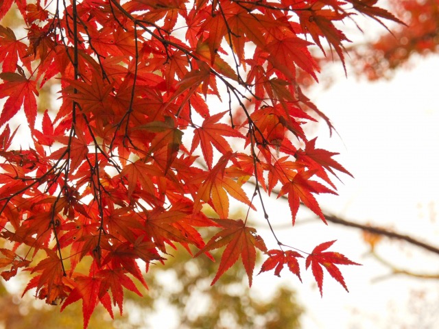 高尾山 紅葉 コース 2019