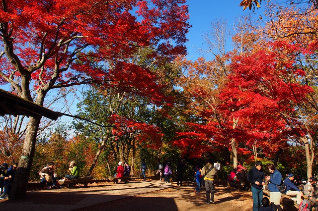 高尾山 紅葉 コース 2019