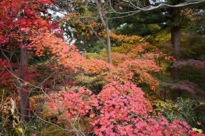 高尾山 紅葉 2019 見頃