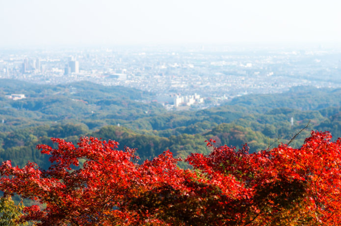 高尾山 紅葉 2019 見頃